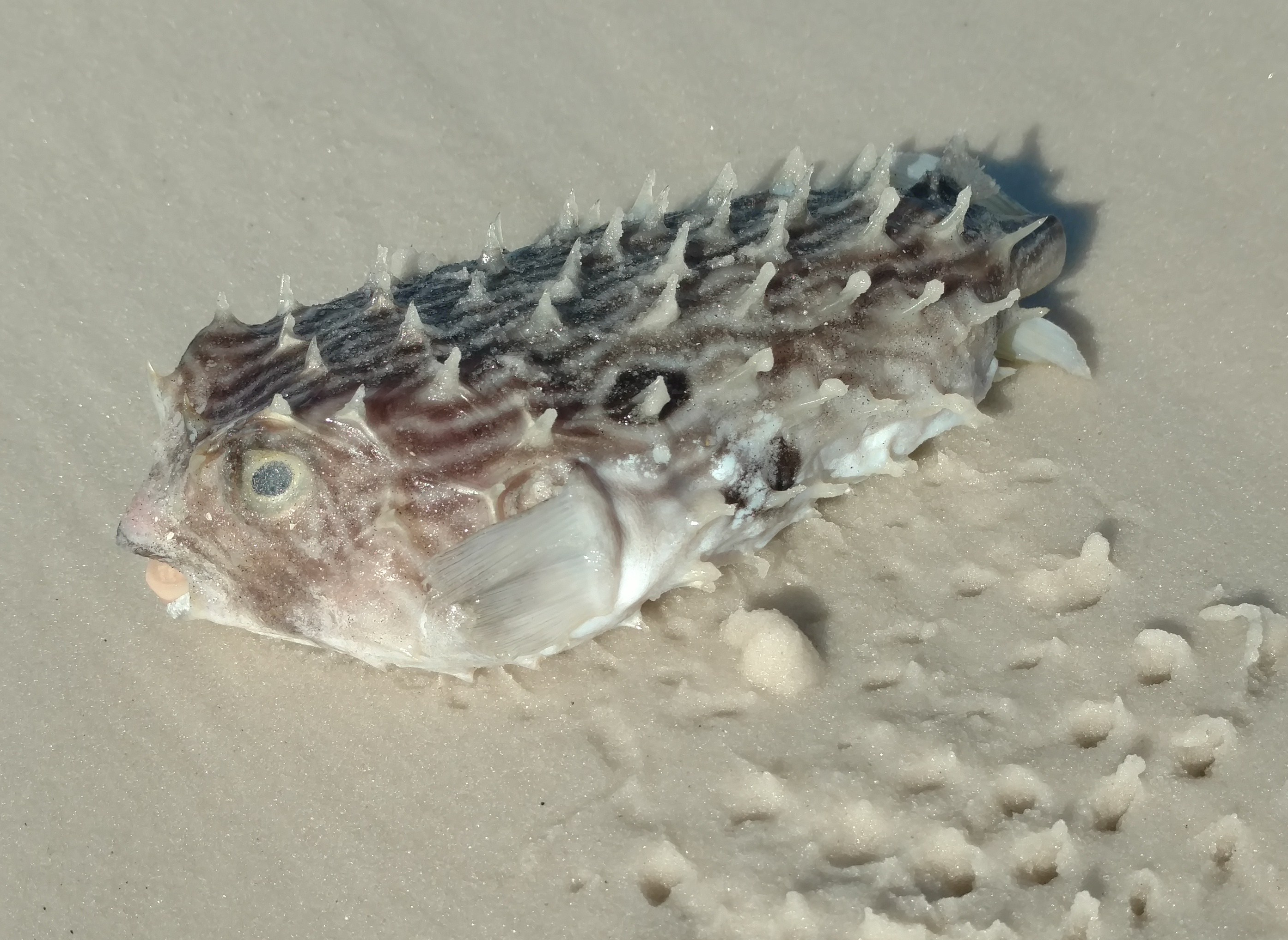 IMG_20170505_083401386