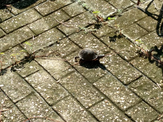 IMG_20180924_101245452_HDR