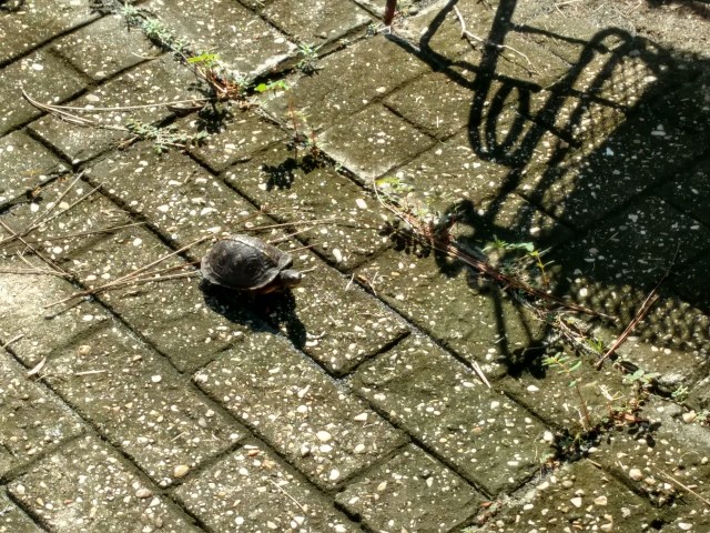 IMG_20180924_101249128_HDR