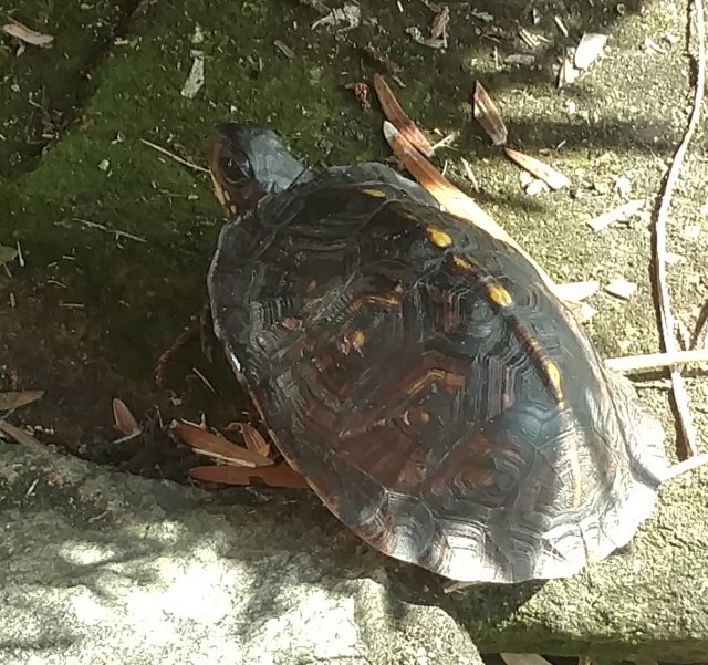 IMG_20180924_101418230 (4)